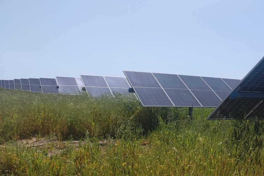 Cómo las plantas solares fotovoltaicas ayudan a conservar la biodiversidad