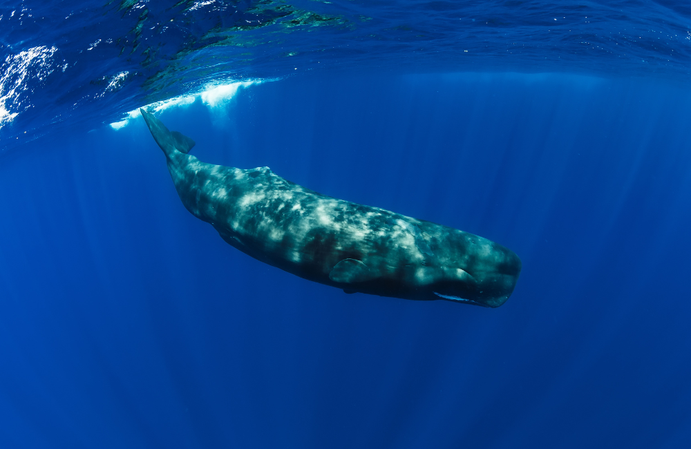 Menorca: el nuevo santuario del Mediterráneo para los gigantes del mar