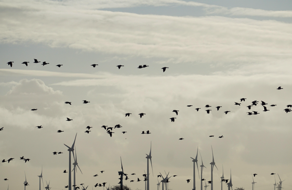 Tecnología al servicio de la biodiversidad: aerogeneradores que se detienen para proteger aves