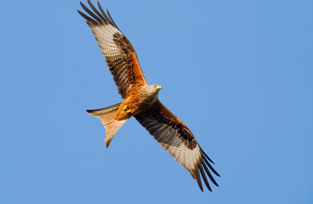 Tecnología al servicio de la biodiversidad: aerogeneradores que se detienen para proteger aves