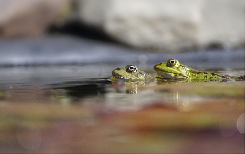 Escuchar la vida: la bioacústica como herramienta clave para proteger la biodiversidad