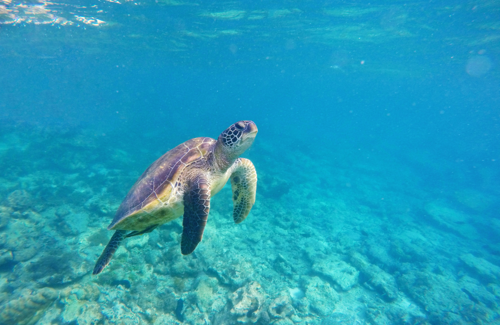 Biodiversidad y evaluación ambiental: una relación imprescindible